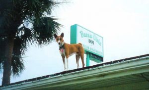 Pet Friendly - Buena Vista Inn