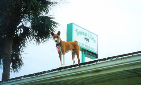 Pet Friendly Buena Vista Inn